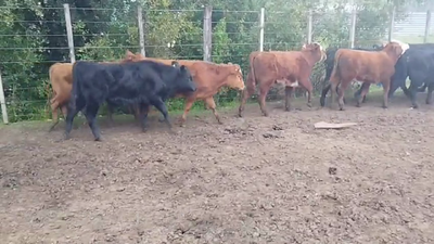 Lote TERNERAS