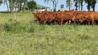 Lote 200 Novillitos