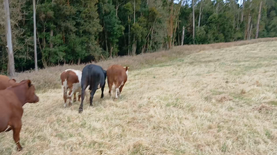 Lote 25 Novillo Engorda en Ancud, X Región Los Lagos