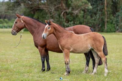 Lote JAGUEL PASADA
