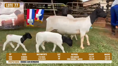Lote LOTE 77
