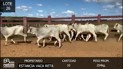 Lote LOTE 26