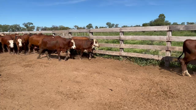 Lote 155 Novillitos en J.J. Castelli, Chaco