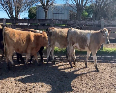 Lote (Vendido)15 Terneras 12 HE X CH,  3 HE X AA,  1 AA 270kg - , Colonia