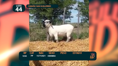 Lote LOTE 44
