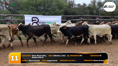 Lote Desm. Macho (30) y Hembra (35) C5