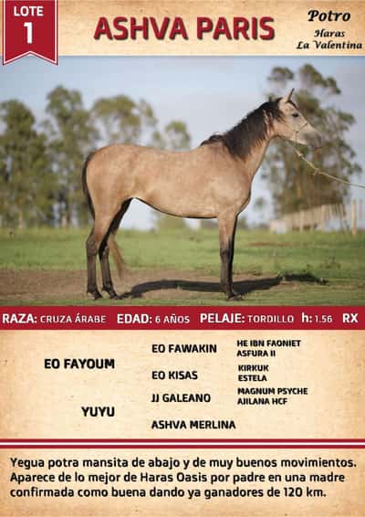 Lote ASHVA PARIS