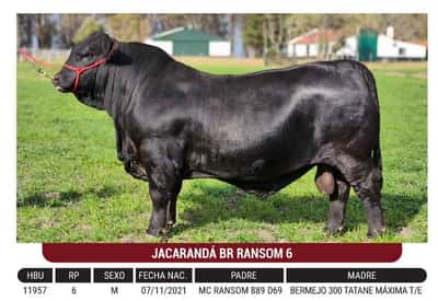 Lote "Cabaña Jacarandá" Jacarandá Br Ransom 6