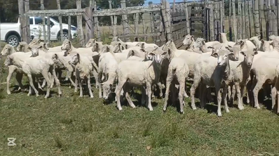 Lote BORREGOS /AS
