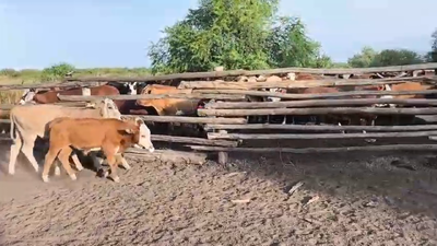 Lote 3 Terneros