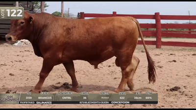 Lote LOTE 122