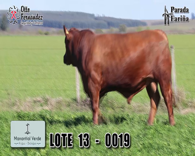 Lote LOTE 13