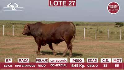 Lote Reproductores de Alborada - Lote 27