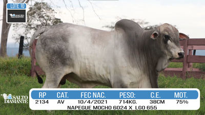 Lote LOTE 10