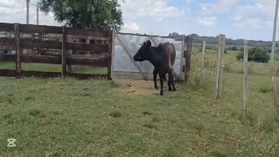 Lote VACAS DE INVERNADA