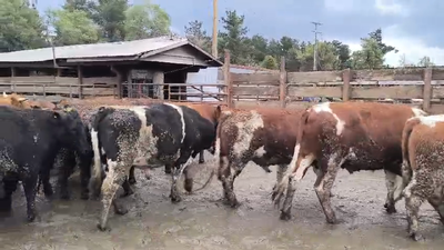 Lote 20 Novillo Gordo en Los Ángeles, VIII Región Biobío