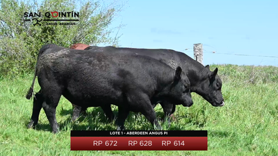 Lote LOTE 1 - ABERDEEN ANGUS PI