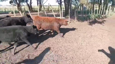 Lote TERNERAS