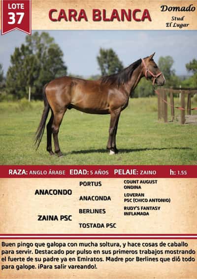 Lote CARA BLANCA