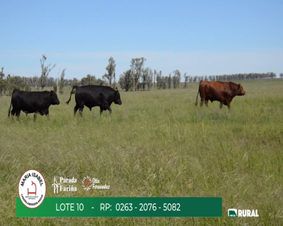 Lote TOROS SA 3 AÑOS