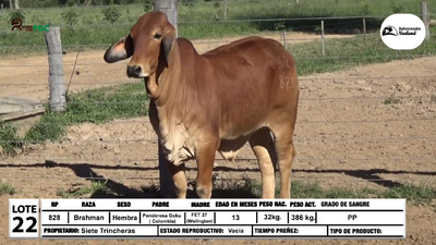 Lote Vaquillas Brahman, Loma Plata
