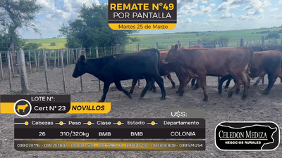 Lote 26 Novillos en Otra Localidad, Colonia