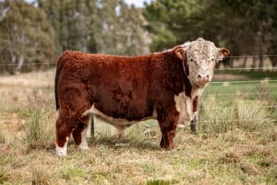 Lote Toro PP
