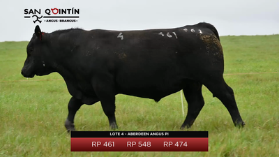 Lote Aberdeen Angus PI