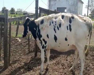 Lote Vacas de Invernada HOLANDO 500kg -  en Asociación Rural de San José