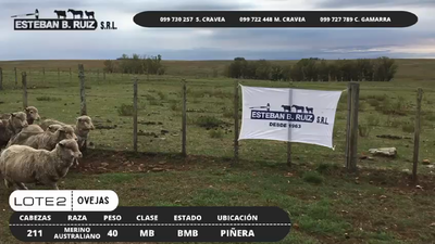 Lote Lote 2