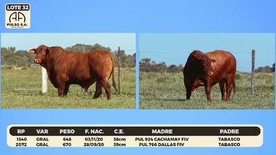 Lote LOTE 32