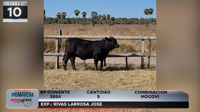 Lote LOTE 10