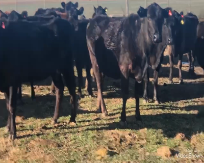 Lote 33 Vacas nuevas Preñadas en Urdampilleta, Buenos Aires