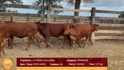 Lote LOTE 162