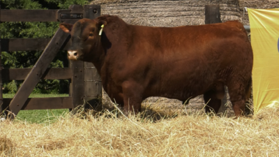 Lote TOROS ABERDEEN ANGUS PP "RAFA" y "CHOCORI"