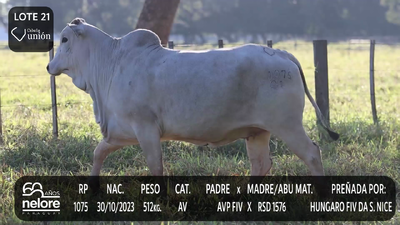 Lote LOTE 21
