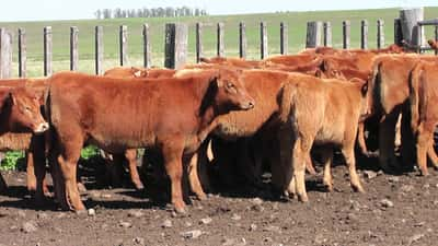 Lote 35 Terneras Red Angus