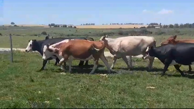 Lote (Vendido)6 Vacas de Invernada 450kg -  en LA LAGUNA