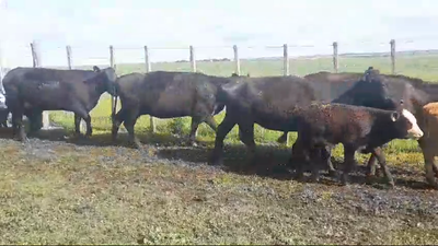 Lote 10 Piezas de cría ANGUS en EL CHILENO