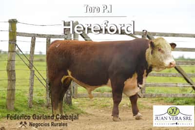 Lote TOROS POLLED HEREFORD 2 AÑOS PI