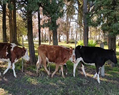 Lote (Vendido)6 Vaquillonas  4 NO,  1 NO X RA,  1 HO 260kg - , Colonia