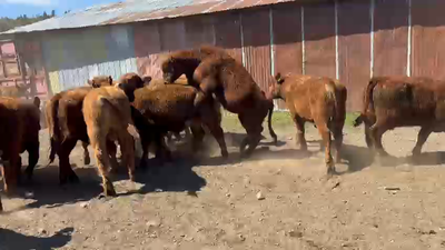 Lote 62 Ternero en Coyhaique, XI Región Aysén