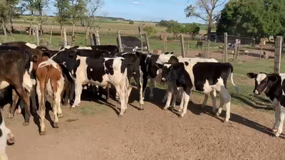 Lote 30 Terneros HO 120kg - , San José