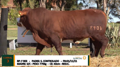 Lote TOROS BRAFORD, Cabaña "SURCOS"