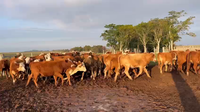 Lote VAQUILLONAS