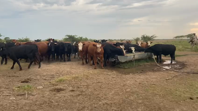 Lote 43 Novillos en Goya, Corrientes