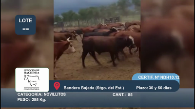 Lote 85 Novillitos en Santiago del Estero, Bandera Bajada