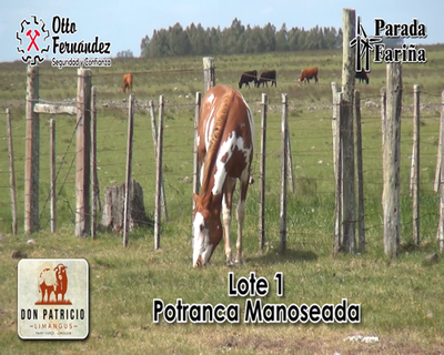 Lote Potranca