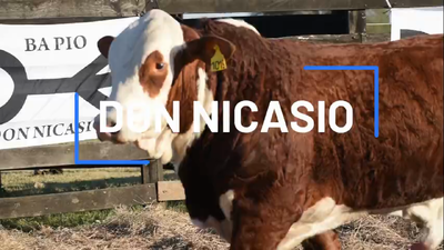 Lote TORO BRAFORD