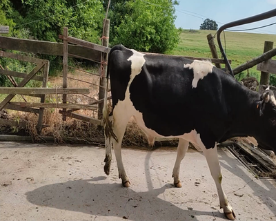 Lote (Vendido)Toros HO 420kg - , Colonia